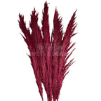 PAMPAS DARK PINK (buchet 5 fire, 80-90 cm)