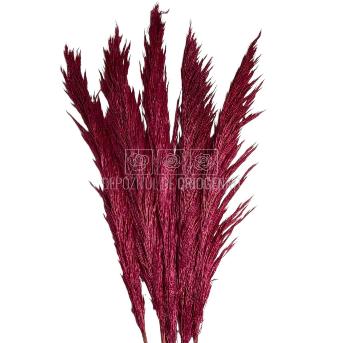 PAMPAS DARK PINK (buchet 5 fire, 80-90 cm)