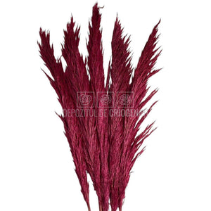 PAMPAS DARK PINK (buchet 5 fire, 80-90 cm)
