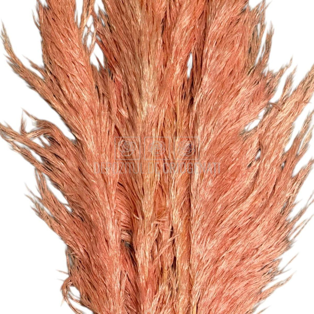 PAMPAS PASTEL PINK (buchet 5 fire, 80-90 cm)