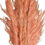 PAMPAS PASTEL PINK (buchet 5 fire, 80-90 cm)