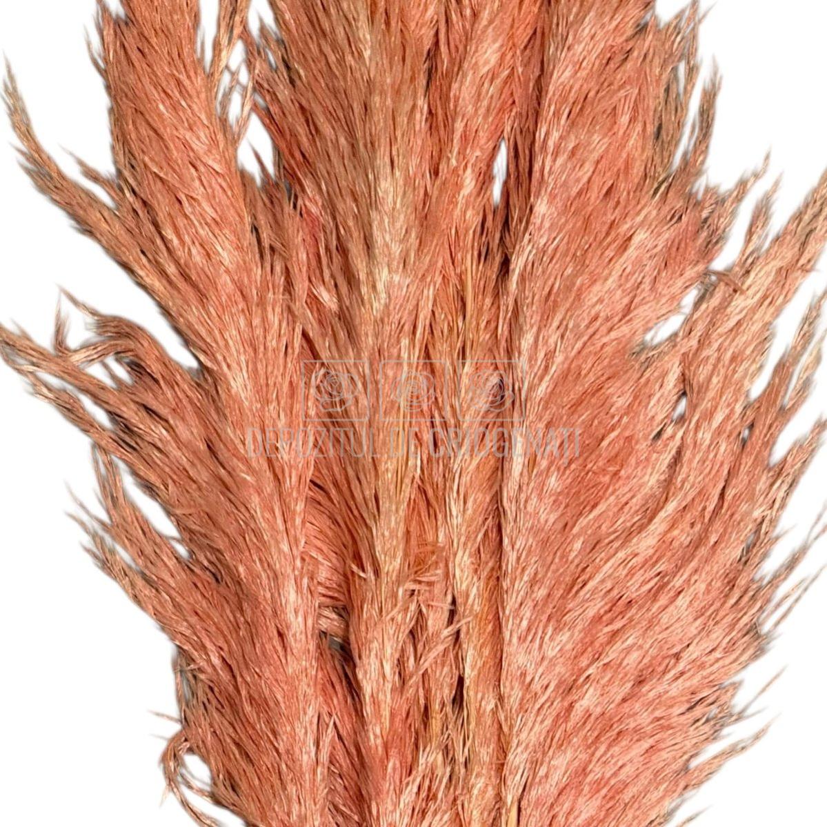 PAMPAS PASTEL PINK (buchet 5 fire, 80-90 cm)