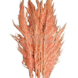 PAMPAS PASTEL PINK (buchet 5 fire, 80-90 cm)