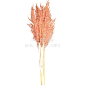 PAMPAS PASTEL PINK (buchet 5 fire, 80-90 cm)