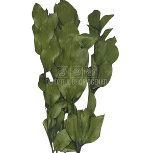 Ruscus Verde Criogenat - Buchet Stabilizat (5 fire)