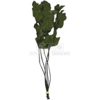 Ruscus Verde Criogenat - Buchet Stabilizat (5 fire)