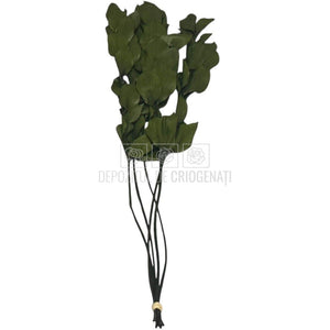 Ruscus Verde Criogenat - Buchet Stabilizat (5 fire)