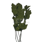 Ruscus Verde Criogenat - Buchet Stabilizat (5 fire)