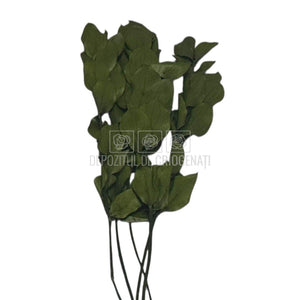 Ruscus Verde Criogenat - Buchet Stabilizat (5 fire)