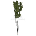 Ruscus Verde Criogenat - Buchet Stabilizat (5 fire)