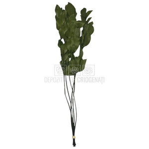 Ruscus Verde Criogenat - Buchet Stabilizat (5 fire)