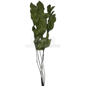 Ruscus Verde Criogenat - Buchet Stabilizat (5 fire)