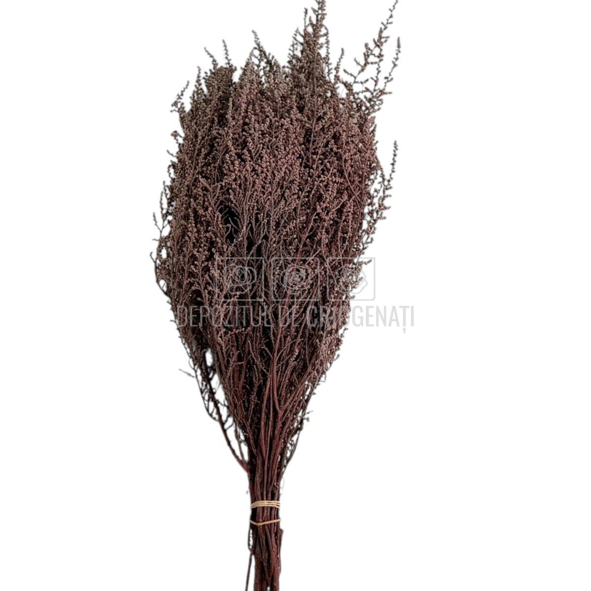STOEBE TERRACOTTA (buchet maro, 40-50 cm)