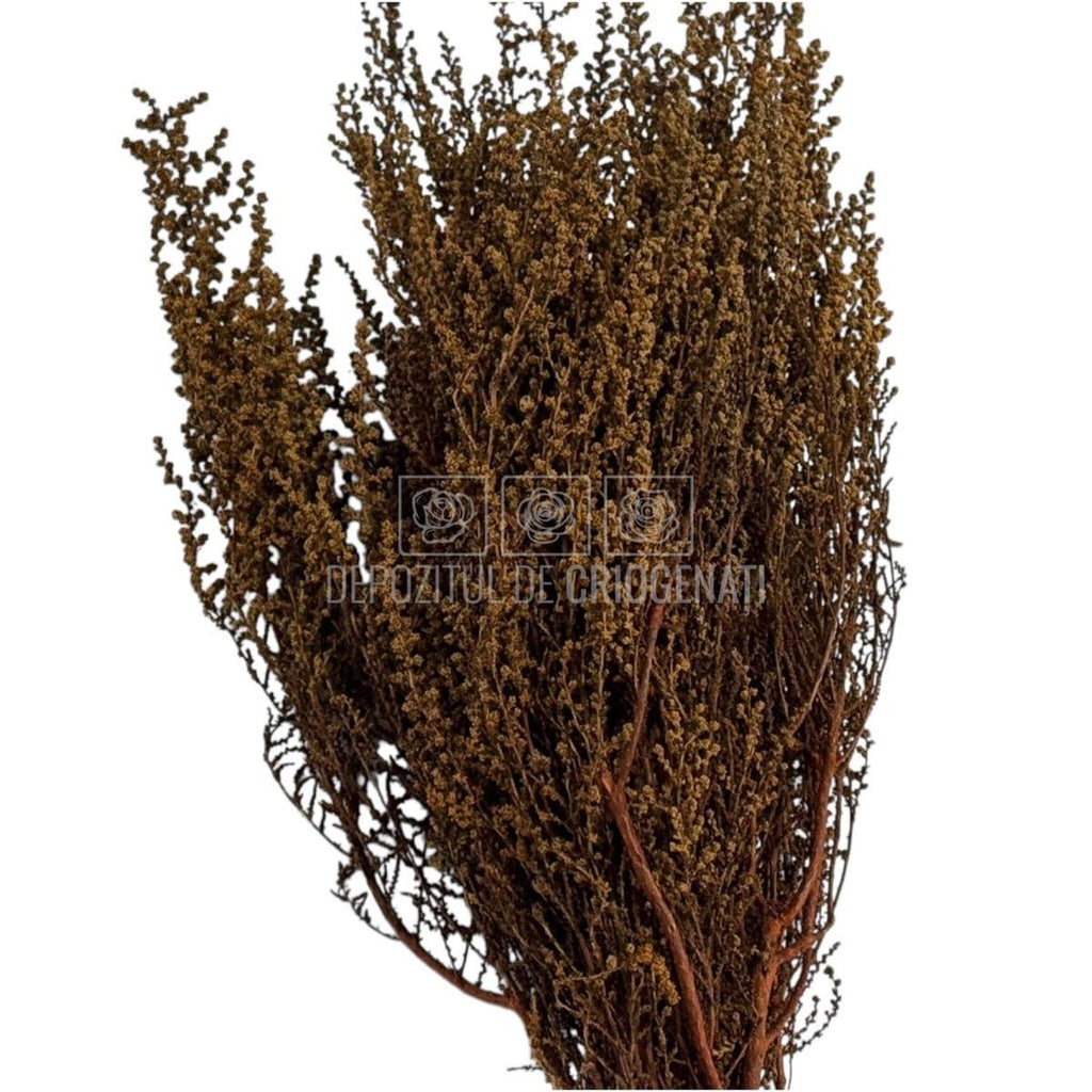 STOEBE TERRACOTTA (buchet maro, 40-50 cm)