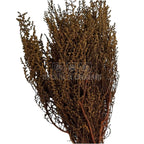 STOEBE TERRACOTTA (buchet maro, 40-50 cm)