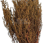 STOEBE TERRACOTTA (buchet maro, 40-50 cm)