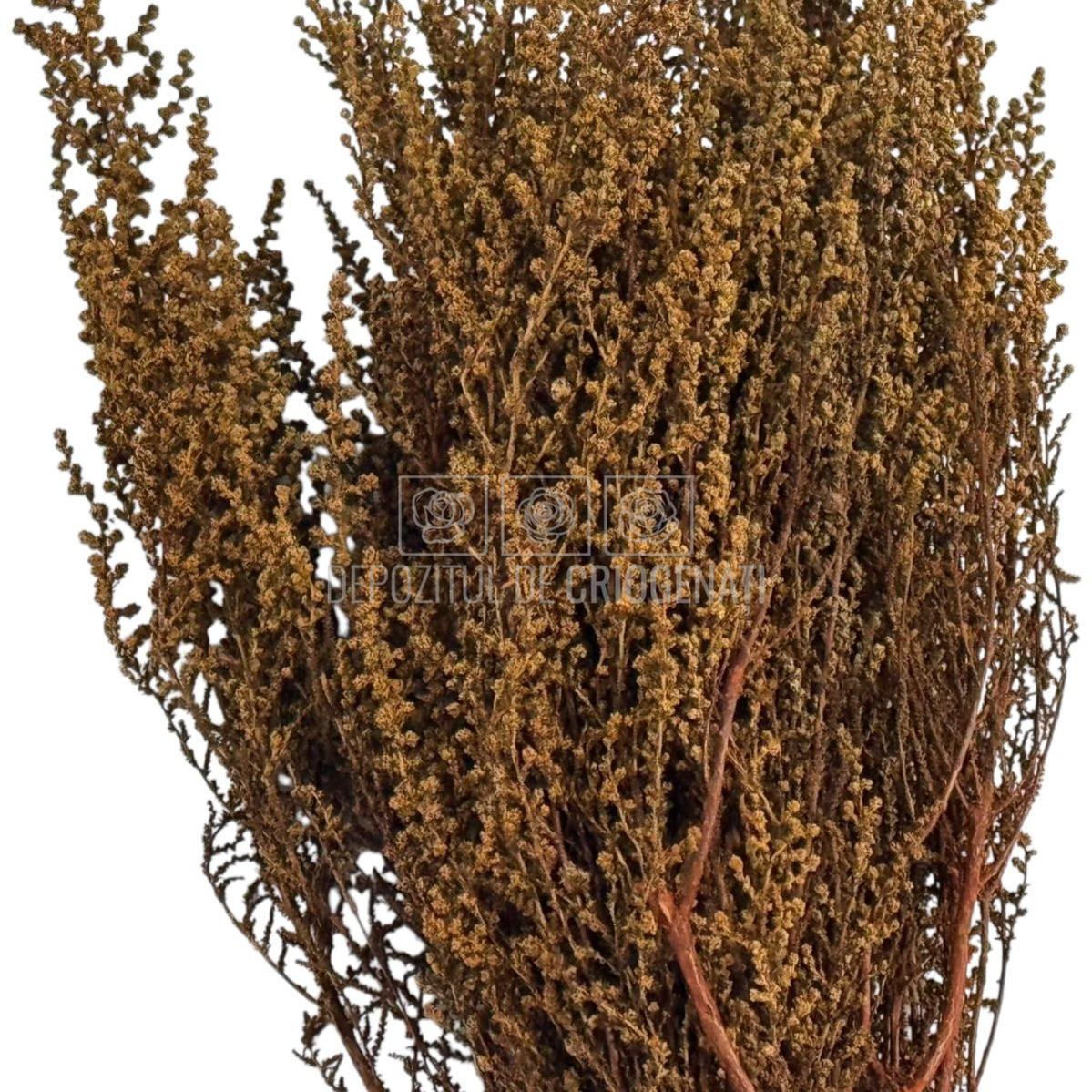STOEBE TERRACOTTA (buchet maro, 40-50 cm)