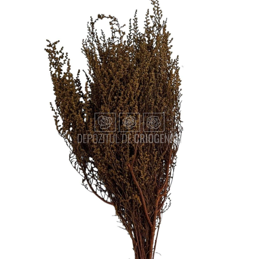 STOEBE TERRACOTTA (buchet maro, 40-50 cm)