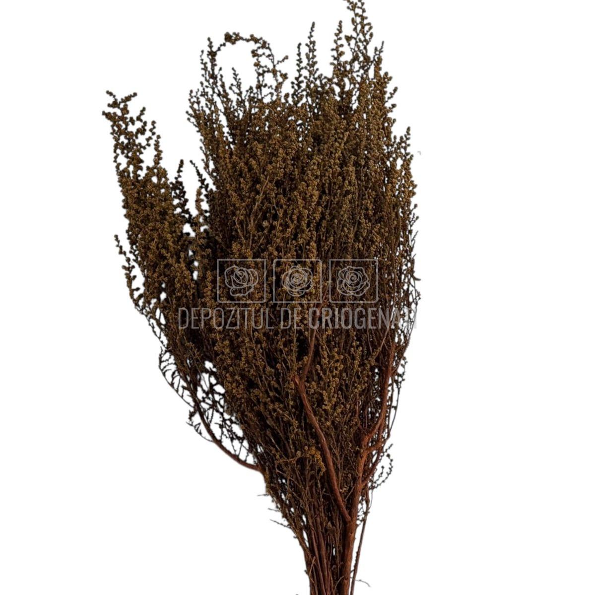 STOEBE TERRACOTTA (buchet maro, 40-50 cm)