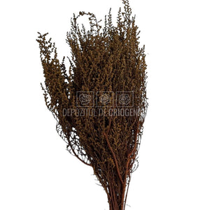 STOEBE TERRACOTTA (buchet maro, 40-50 cm)