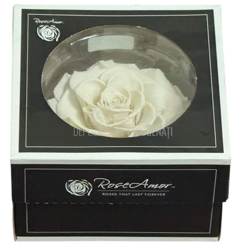 Trandafir Criogenat BONITA WHI-04 - Trandafiri Criogenati RoseAmor