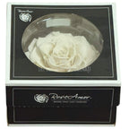 Trandafir Criogenat BONITA WHI-04 - Trandafiri Criogenati RoseAmor