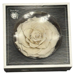 Trandafir Criogenat BONITA WHI-04 - Trandafiri Criogenati RoseAmor