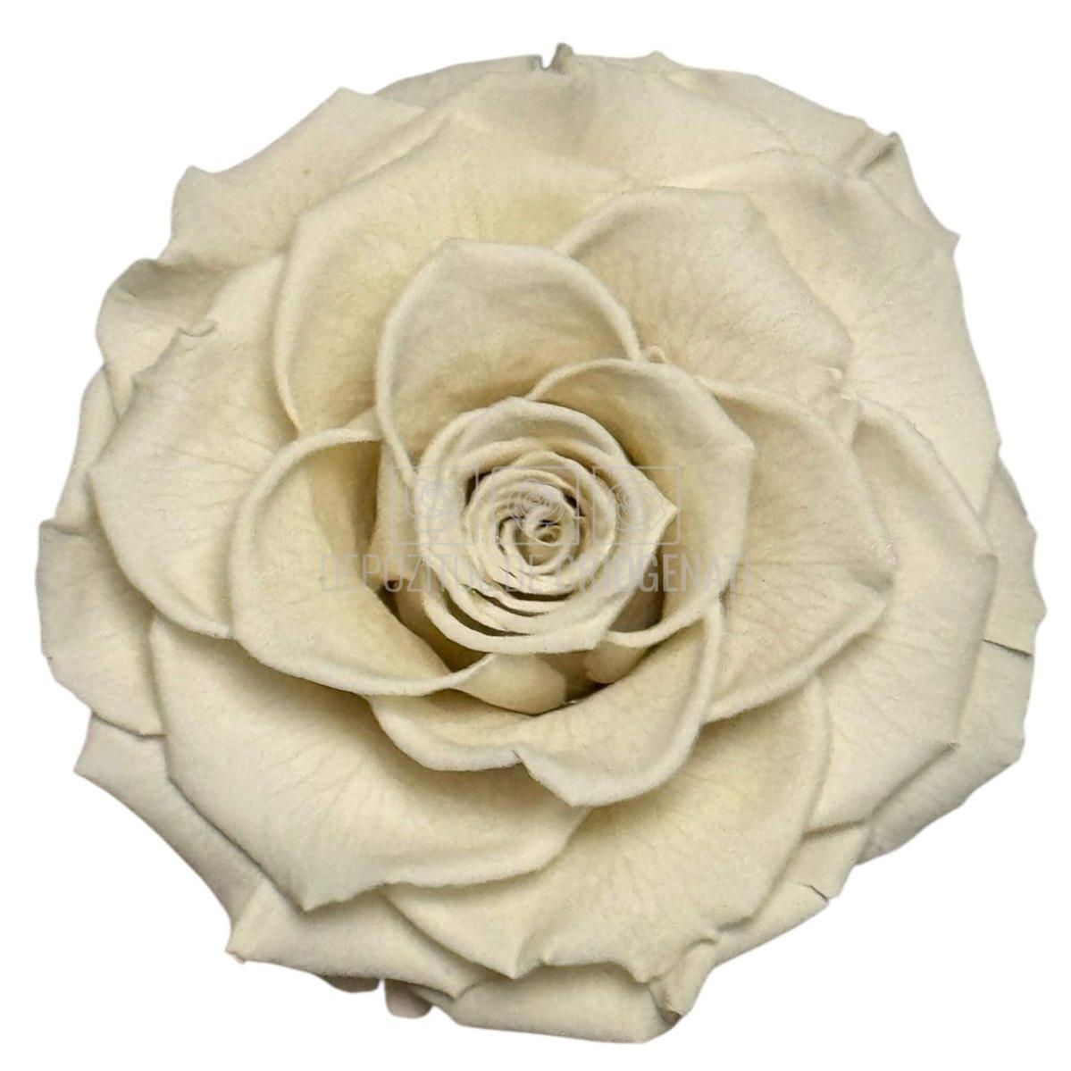 Trandafir Criogenat BONITA WHI-04 - Trandafiri Criogenati RoseAmor