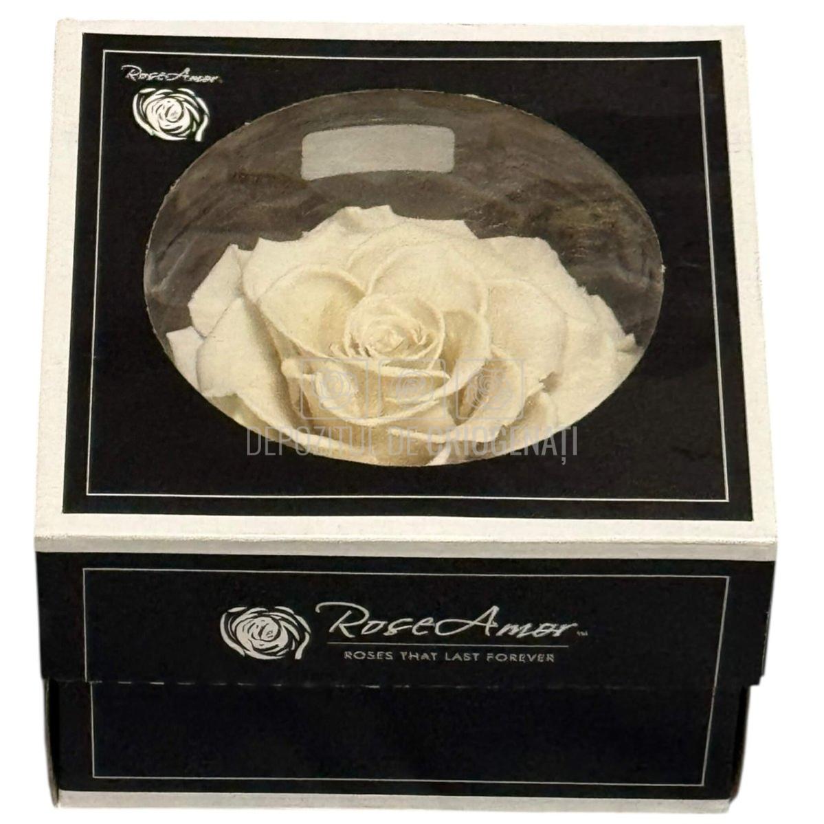Trandafir Criogenat BONITA WHI-04 - Trandafiri Criogenati RoseAmor