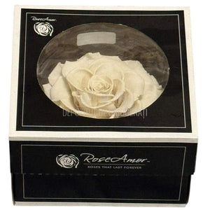 Trandafir Criogenat BONITA WHI-04 - Trandafiri Criogenati RoseAmor