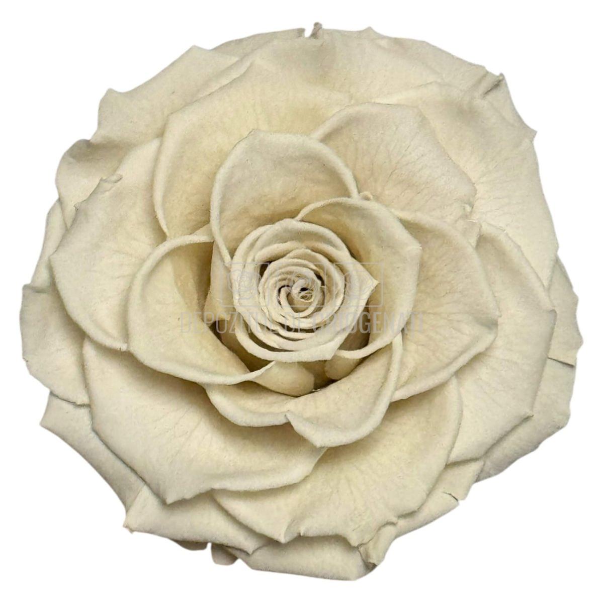 Trandafir Criogenat BONITA WHI-04 - Trandafiri Criogenati RoseAmor