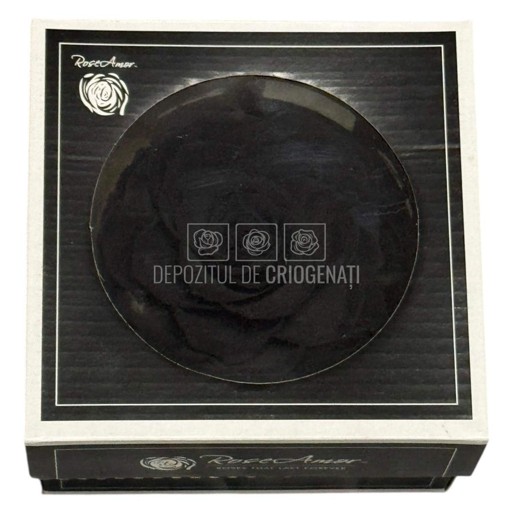 Trandafir Criogenat Bonita Bla-01 - Trandafiri Criogenati RoseAmor