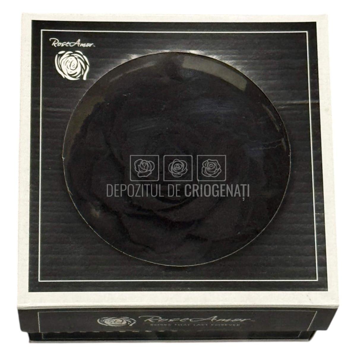 Trandafir Criogenat Bonita Bla-01 - Trandafiri Criogenati RoseAmor