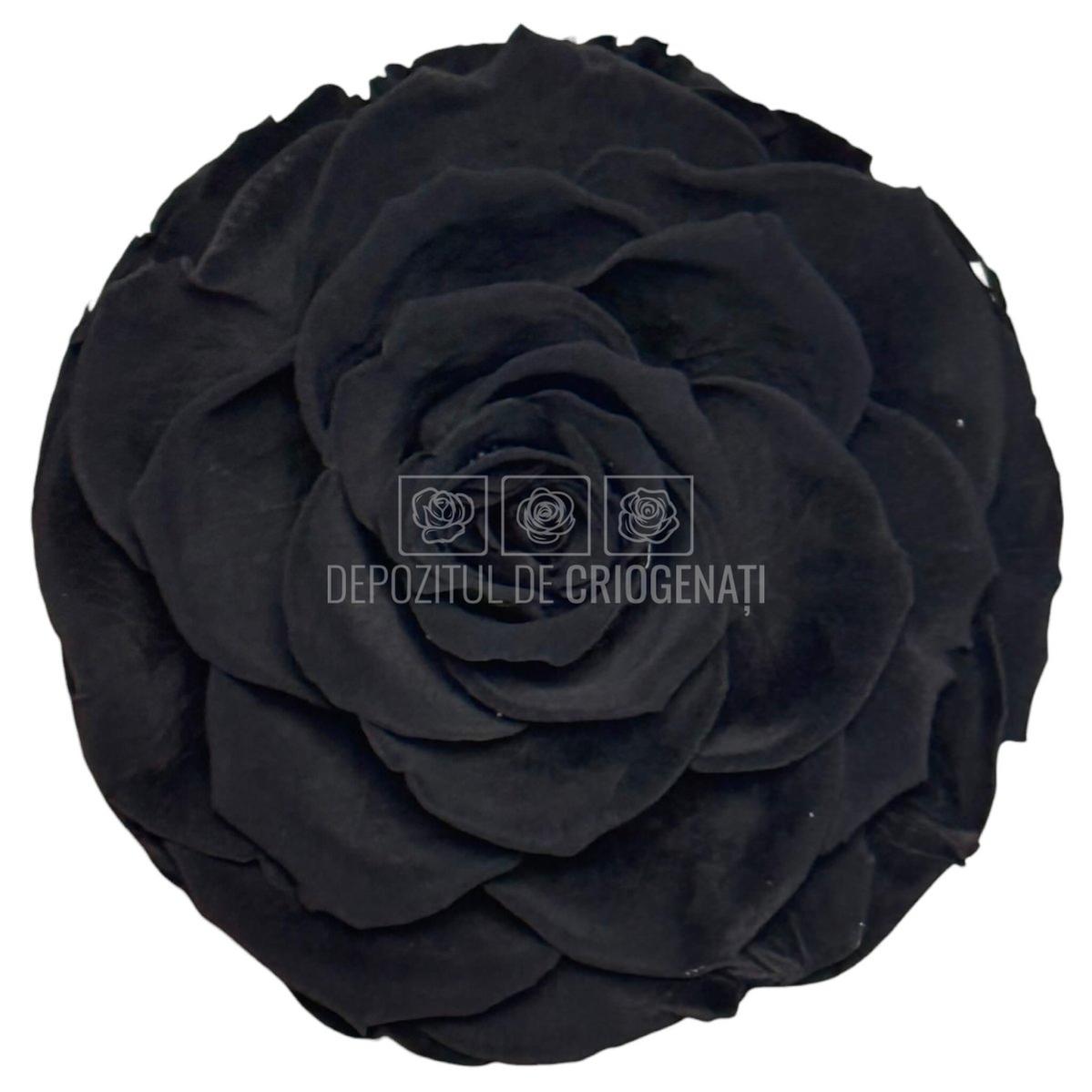 Trandafir Criogenat Bonita Bla-01 - Trandafiri Criogenati RoseAmor