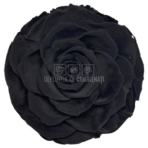 Trandafir Criogenat Bonita Bla-01 - Trandafiri Criogenati RoseAmor