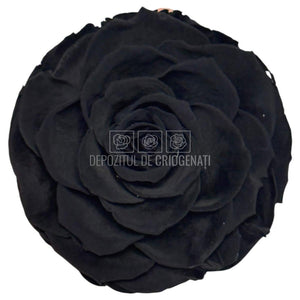 Trandafir Criogenat Bonita Bla-01 - Trandafiri Criogenati RoseAmor