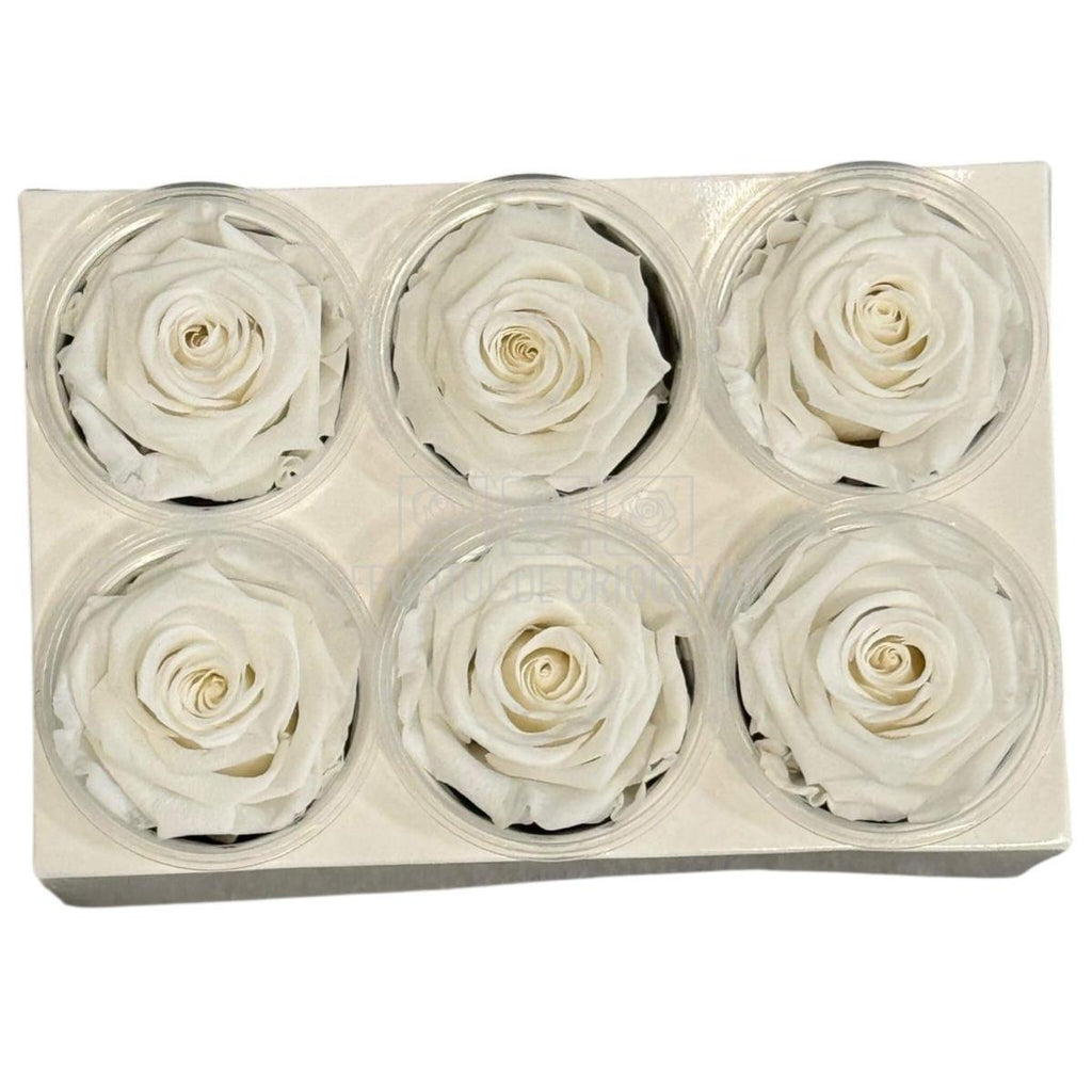 Trandafiri Criogenati Lulu L ANGELICAL WHITE (dia. 6-6,5cm, set 6 buc)