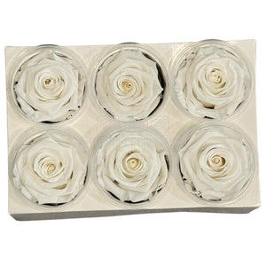 Trandafiri Criogenati Lulu L ANGELICAL WHITE (dia. 6-6,5cm, set 6 buc)