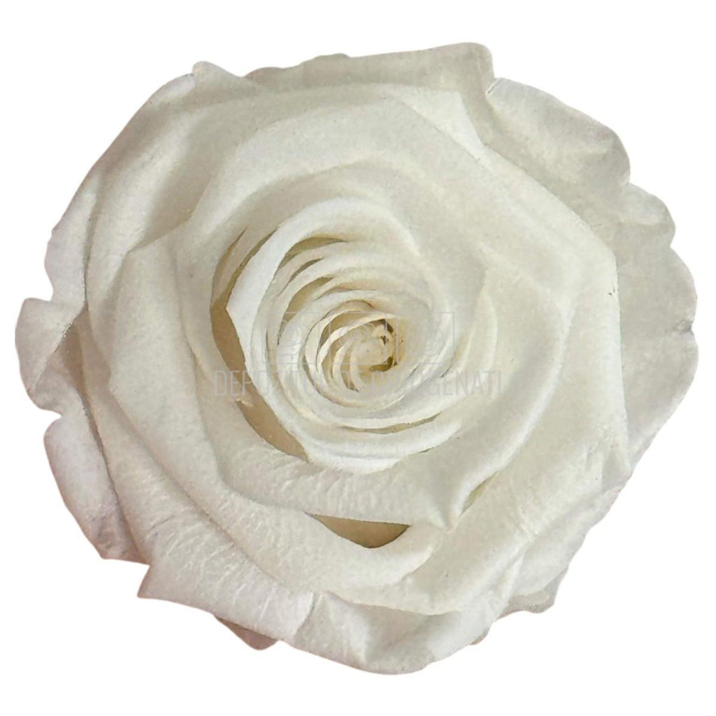 Trandafiri Criogenati Lulu L ANGELICAL WHITE (dia. 6-6,5cm, set 6 buc)