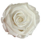 Trandafiri Criogenati Lulu L ANGELICAL WHITE (dia. 6-6,5cm, set 6 buc)
