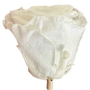 Trandafiri Criogenati Lulu L ANGELICAL WHITE (dia. 6-6,5cm, set 6 buc)