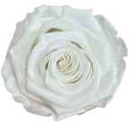 Trandafiri Criogenati Lulu L ANGELICAL WHITE (dia. 6-6,5cm, set 6 buc)