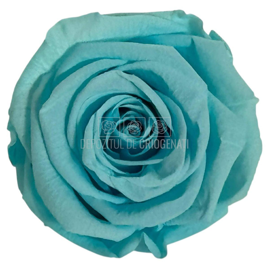 Trandafiri Criogenati Lulu L BLUE TIFFANY (dia. 6-6,5cm, set 6 buc)