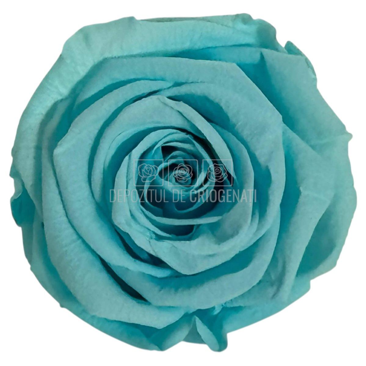 Trandafiri Criogenati Lulu L BLUE TIFFANY (dia. 6-6,5cm, set 6 buc)
