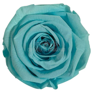 Trandafiri Criogenati Lulu L BLUE TIFFANY (dia. 6-6,5cm, set 6 buc)