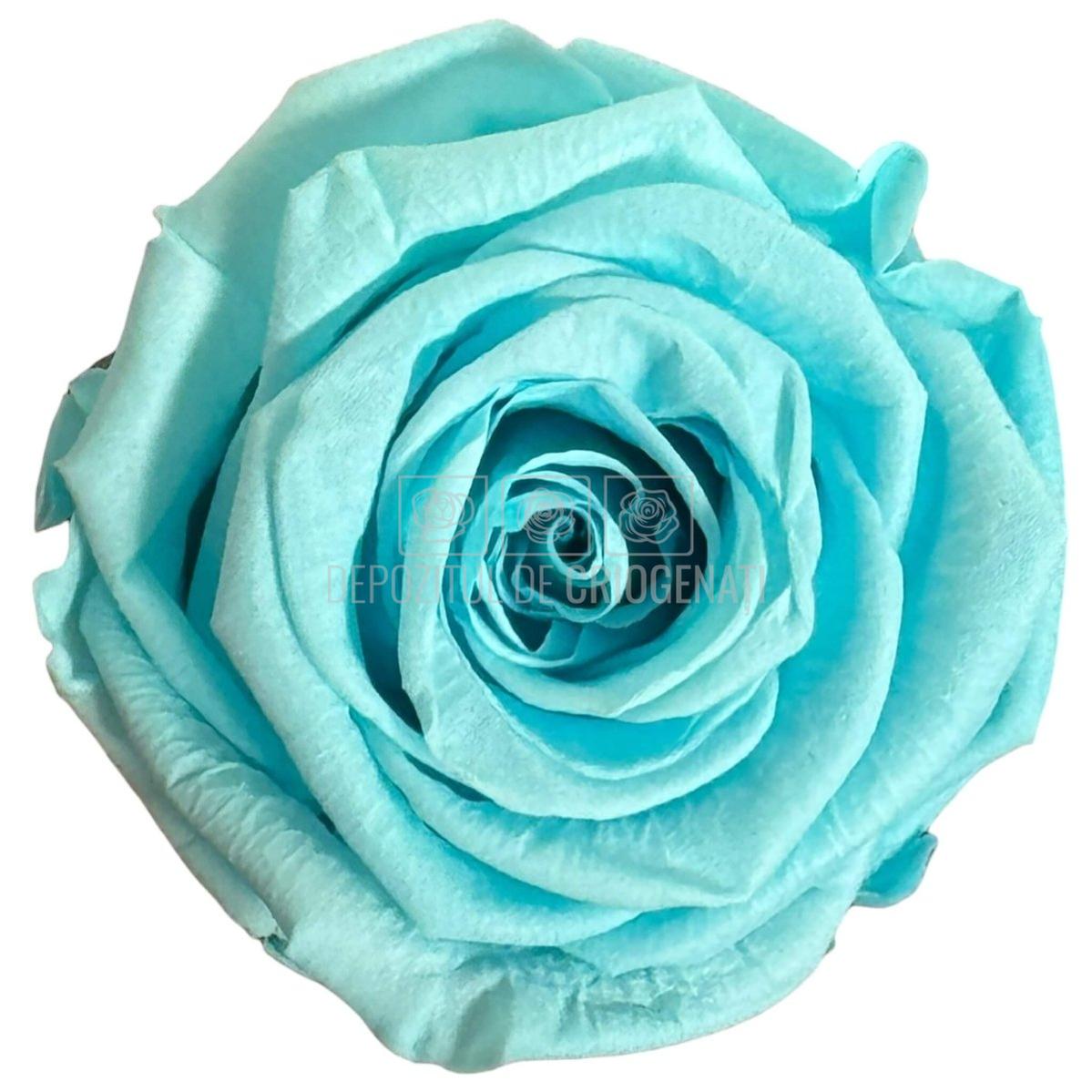 Trandafiri Criogenati Lulu L BLUE TIFFANY (dia. 6-6,5cm, set 6 buc)