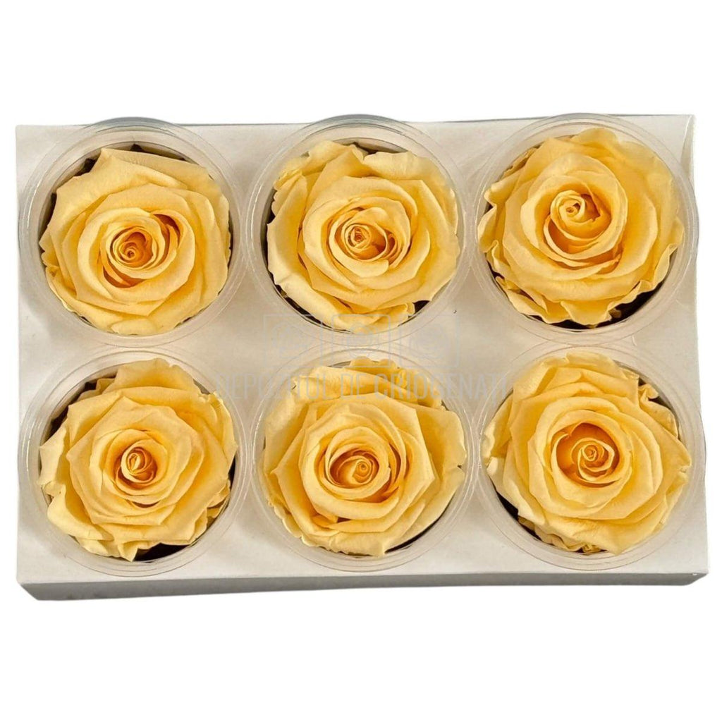 Trandafiri Criogenati Lulu L CHIC CHAMPAGNE (dia. 6-6,5cm, set 6 buc)