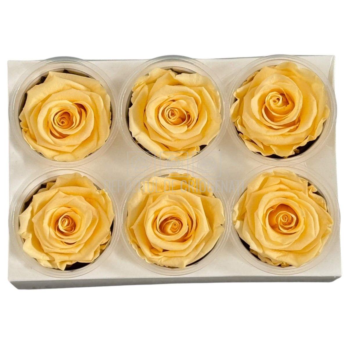 Trandafiri Criogenati Lulu L CHIC CHAMPAGNE (dia. 6-6,5cm, set 6 buc)