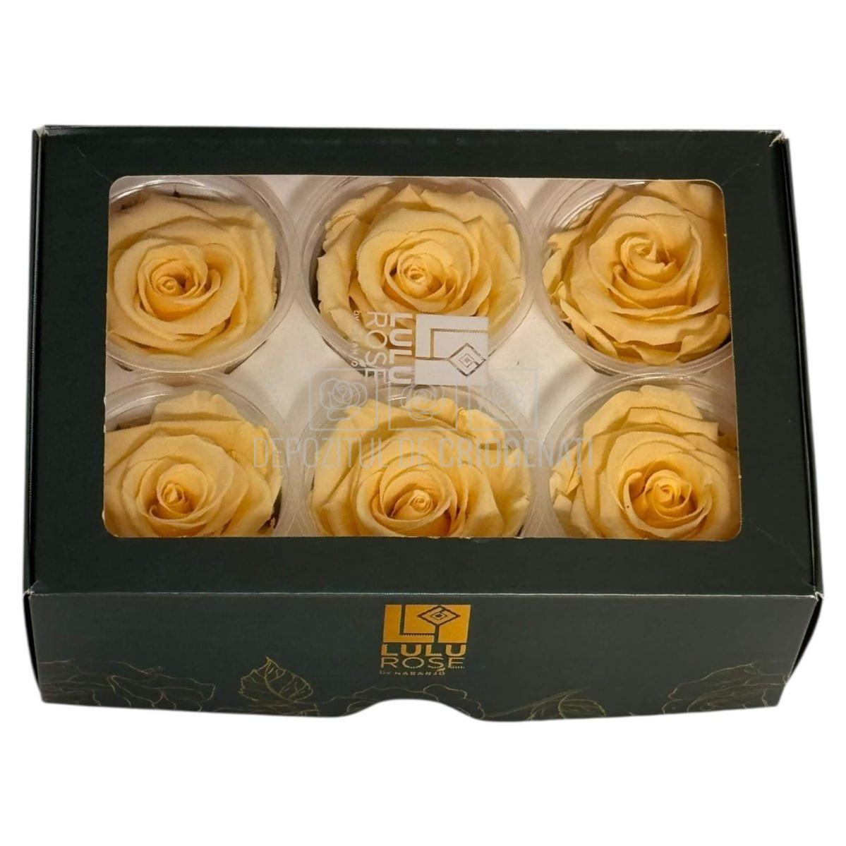 Trandafiri Criogenati Lulu L CHIC CHAMPAGNE (dia. 6-6,5cm, set 6 buc)