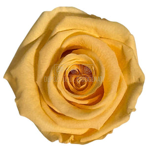 Trandafiri Criogenati Lulu L CHIC CHAMPAGNE (dia. 6-6,5cm, set 6 buc)